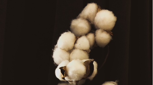 Mujeres del algodón